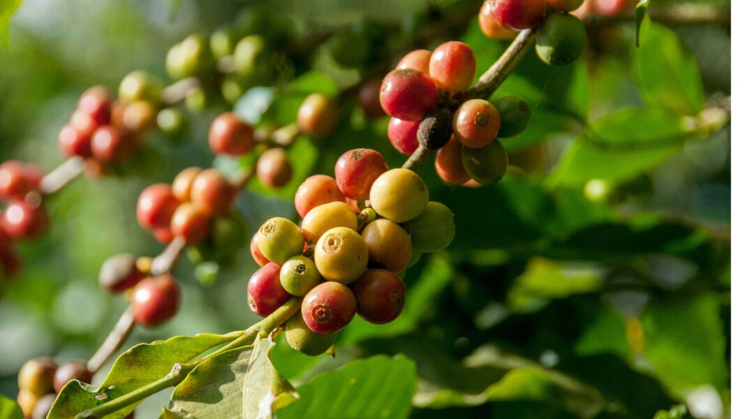 coffee beans on bush
