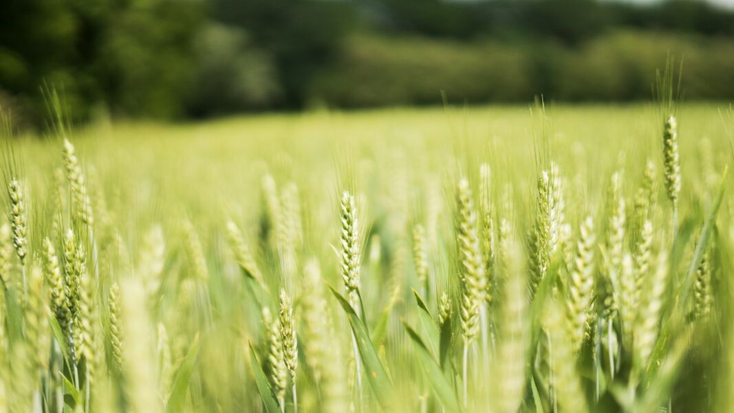 field with vegetables
