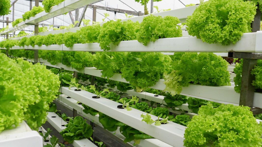 indoor farming