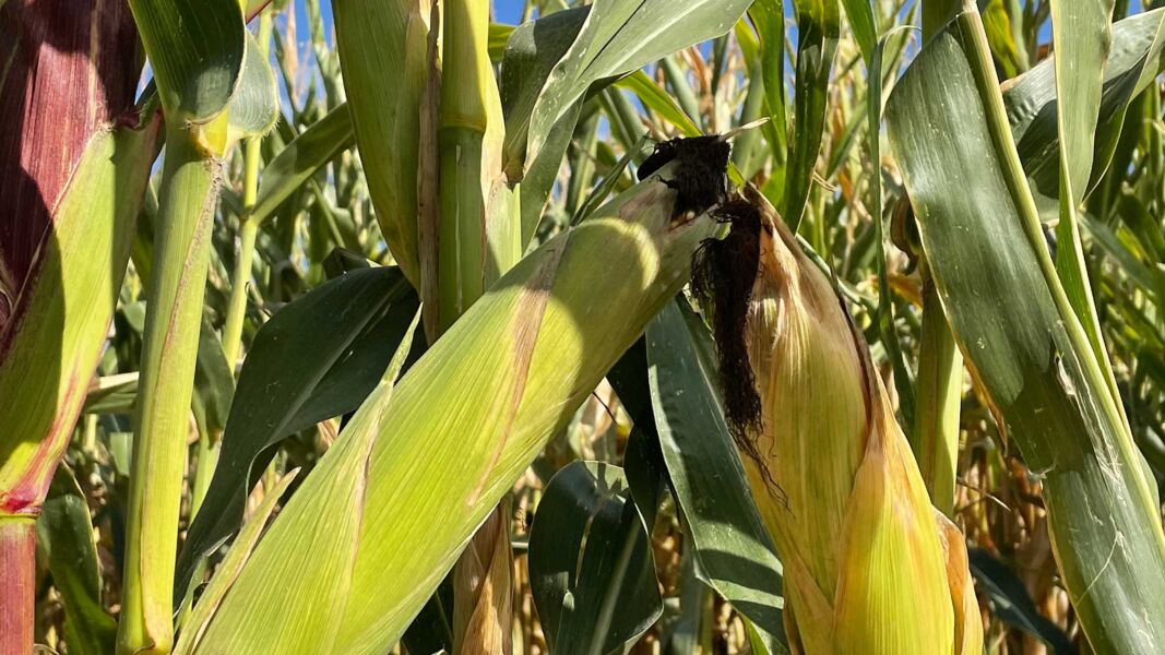 corn field