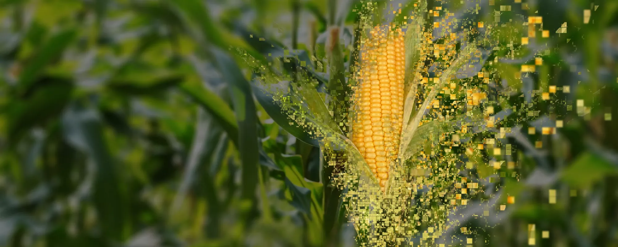 pixelated corn