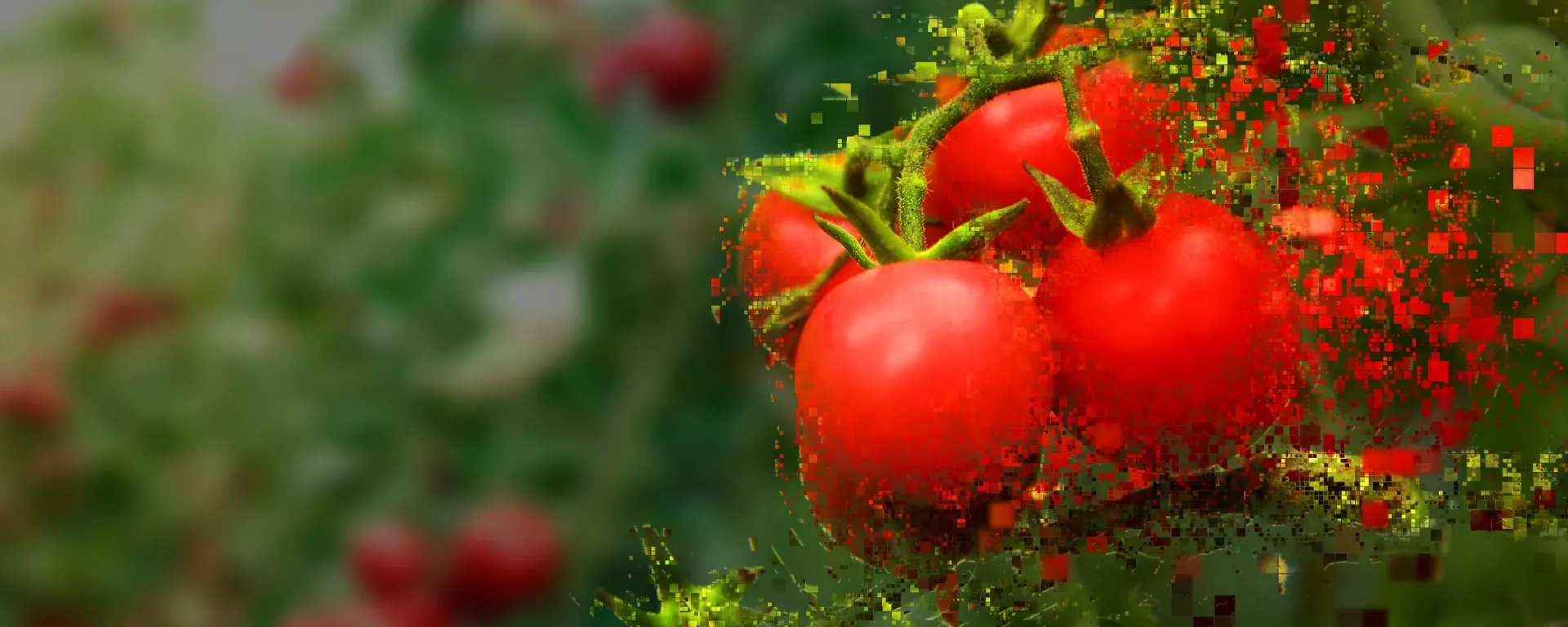 pixelated tomato