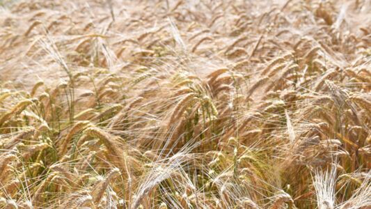 barley field