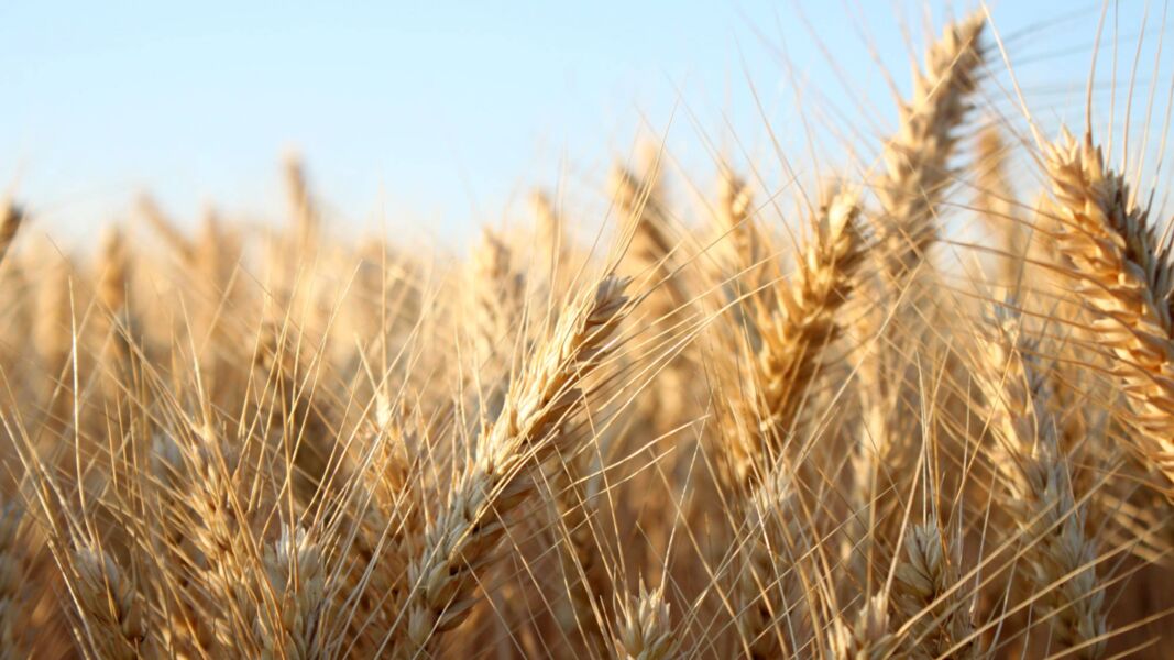 barley field