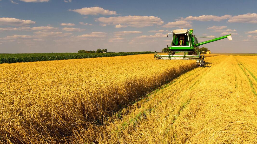 wheat harvest