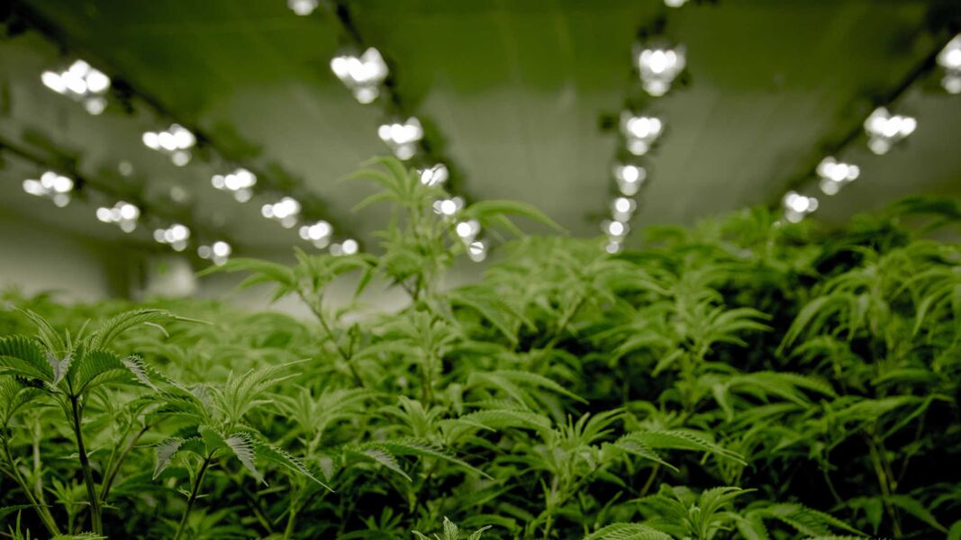 cannabis plants