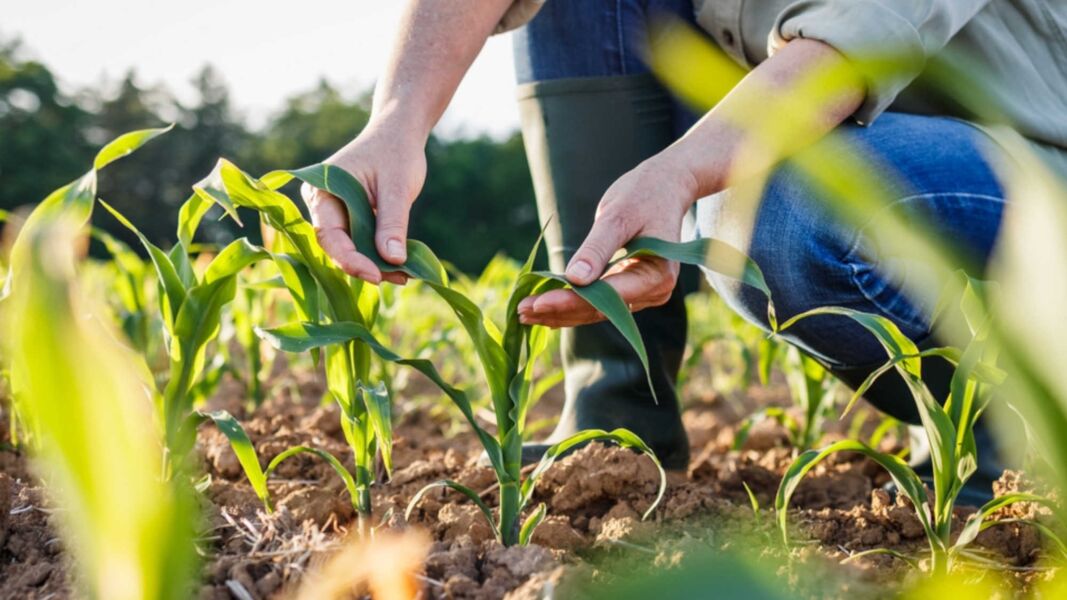 plant breeder tending to crops