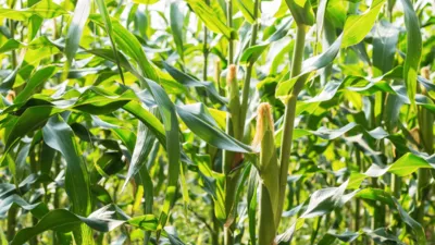 young corn