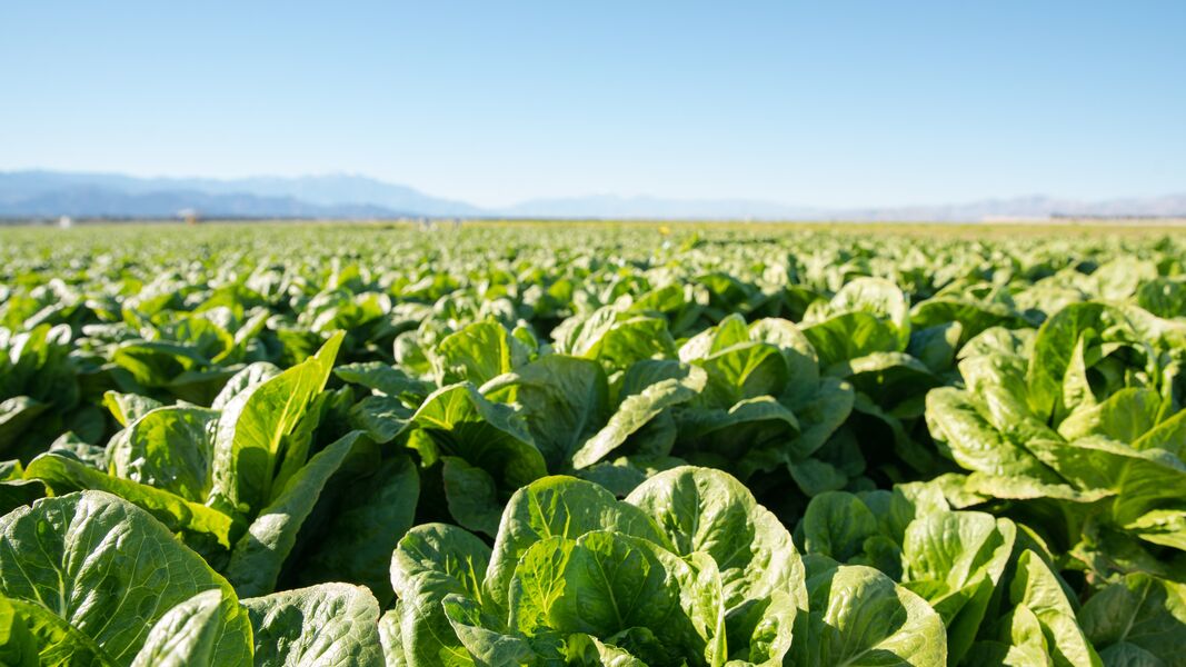 field with vegetables