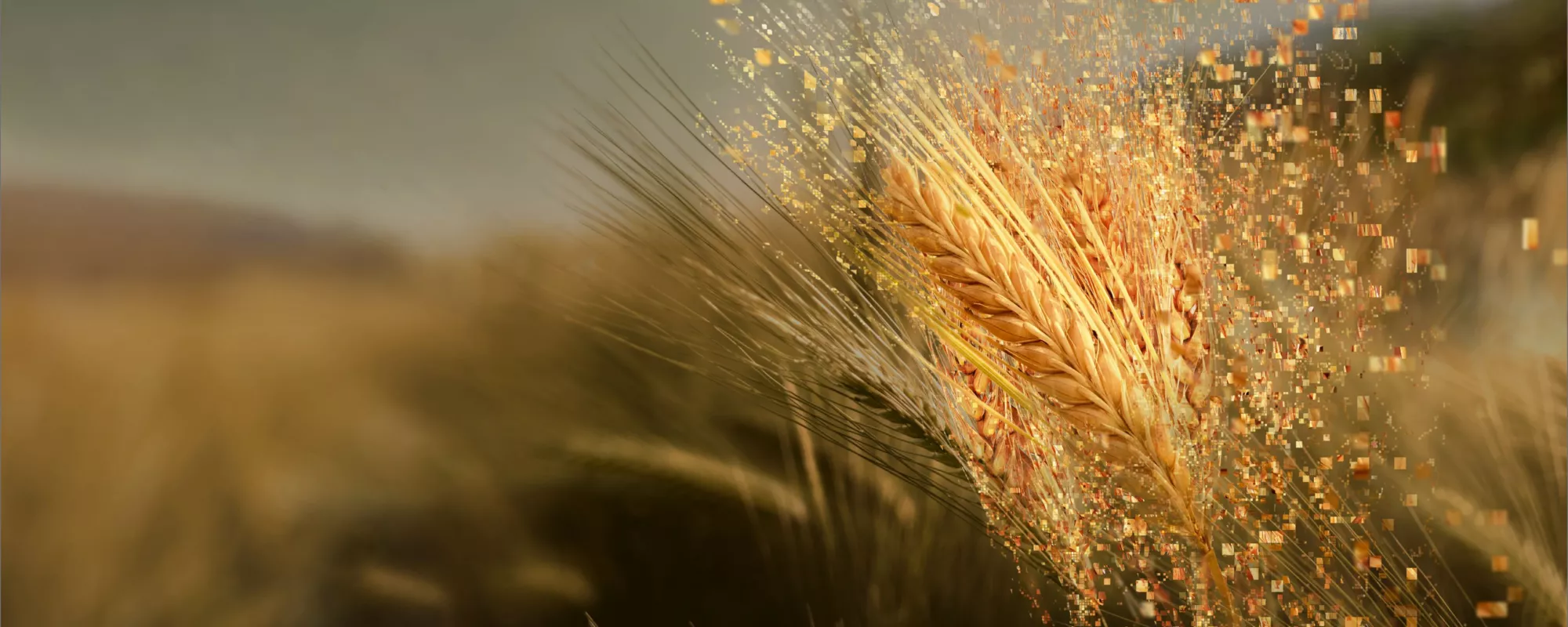 pixelated barley