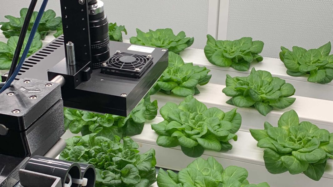 indoor farming