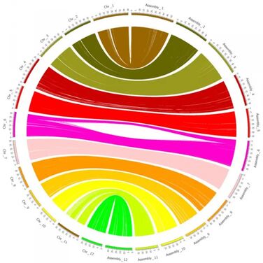 Circos plot of two plant genome assemblies