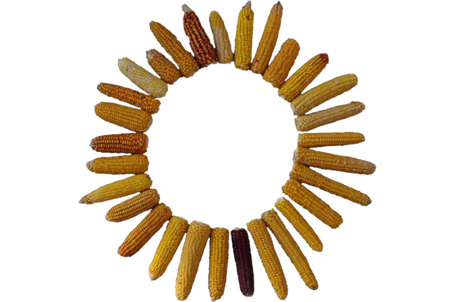 corn circle
