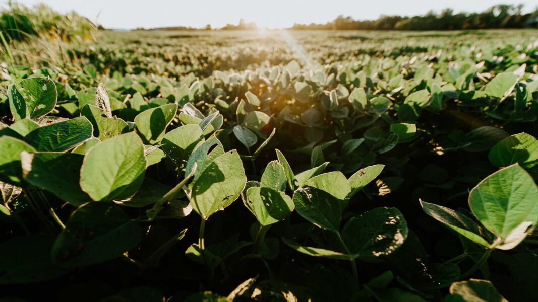 soy field
